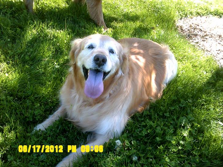 Lucy - Golden Retriever (7 ans)