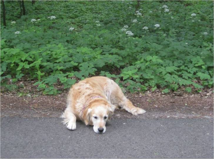 Nelli - Golden Retriever (6 ans)