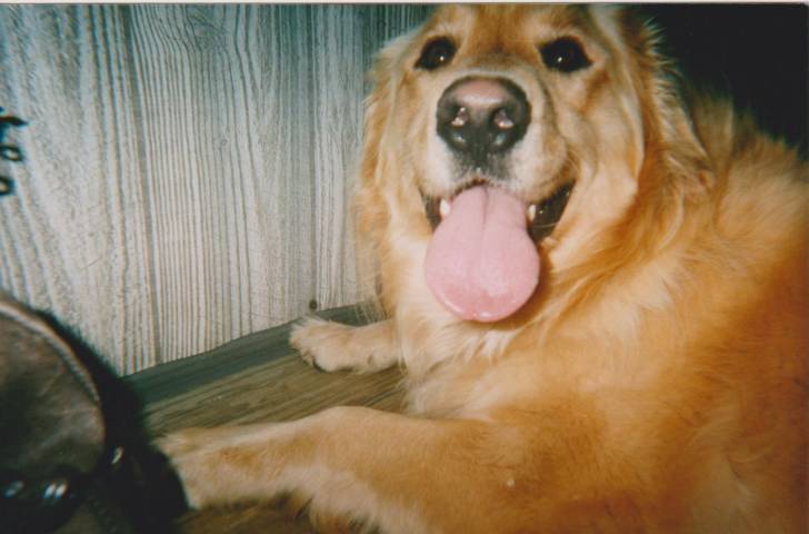 Goldie - Golden Retriever (8 ans)