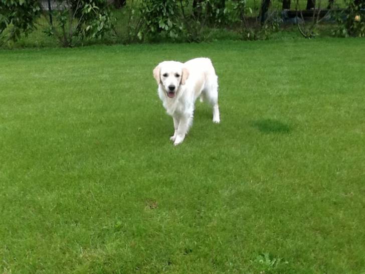 Henola - Golden Retriever (11 mois)