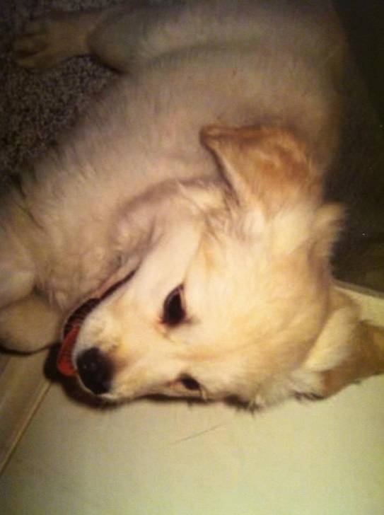 Rose - Golden Retriever (3 mois)