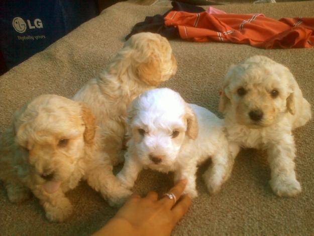 Mis amores - Golden Retriever (6 mois)
