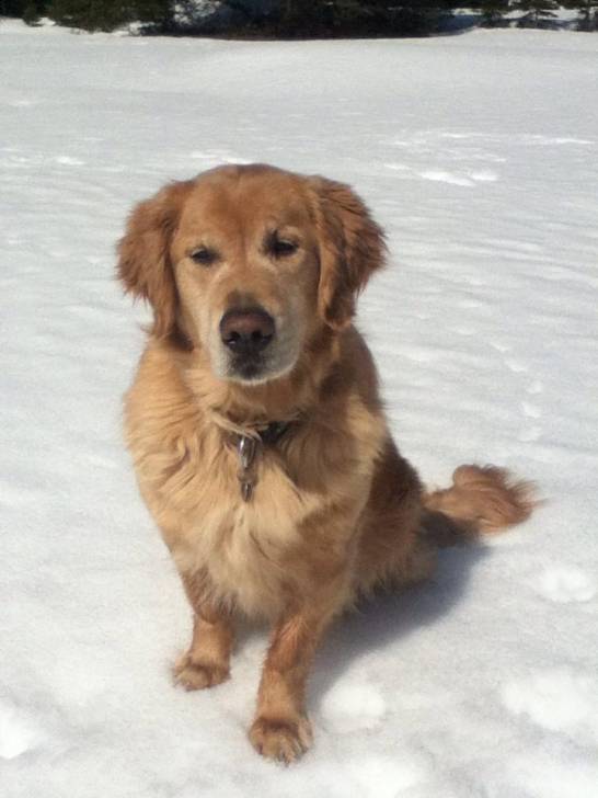Max - Golden Retriever Mâle (4 mois)