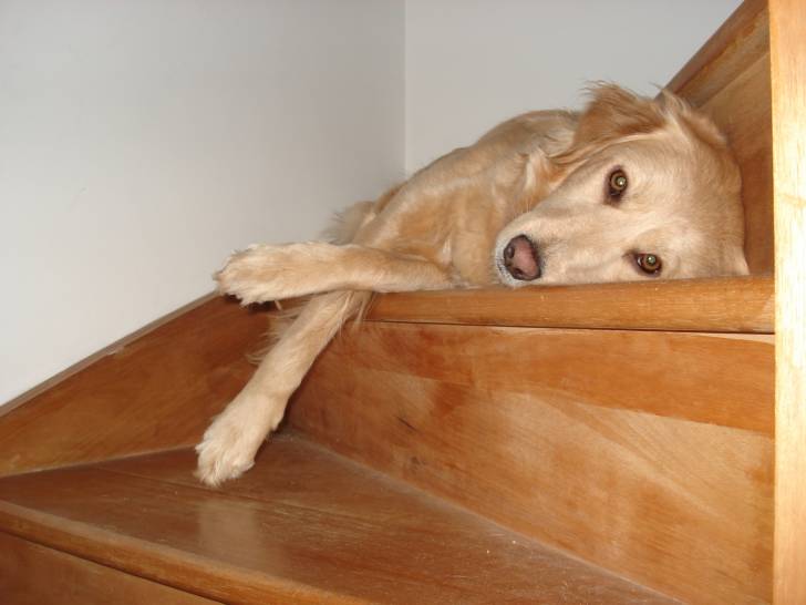 Maka - Golden Retriever (4 ans)