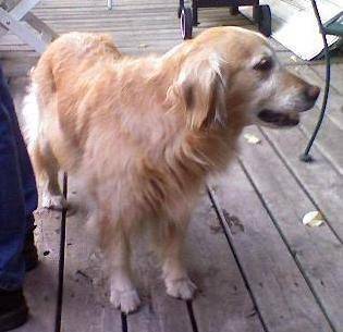 Sammy - Golden Retriever (8 mois)