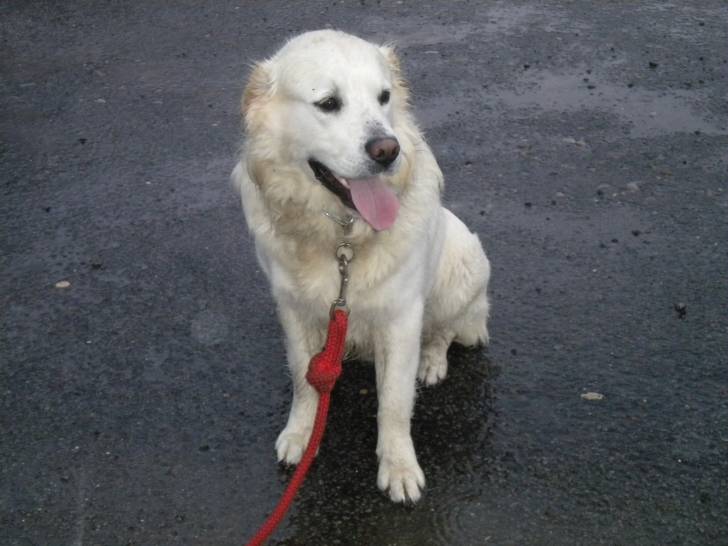 LUNA - Golden Retriever (7 mois)