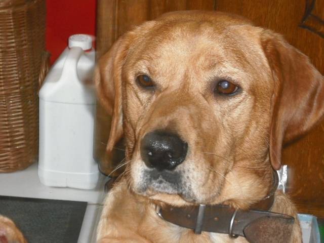 Volfy - Golden Retriever Mâle (5 ans)