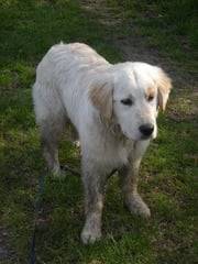 Torrin - Golden Retriever Mâle (2 ans)