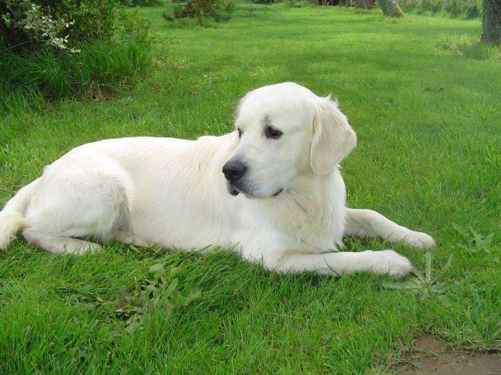 Vrac - Golden Retriever Mâle (6 ans)