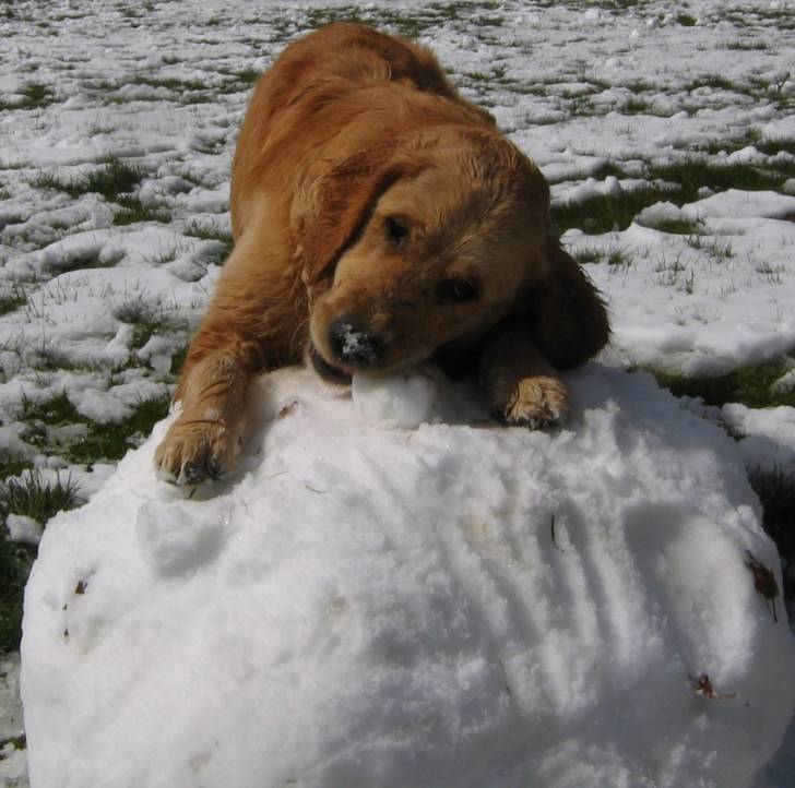 capuche - Golden Retriever (2 ans)