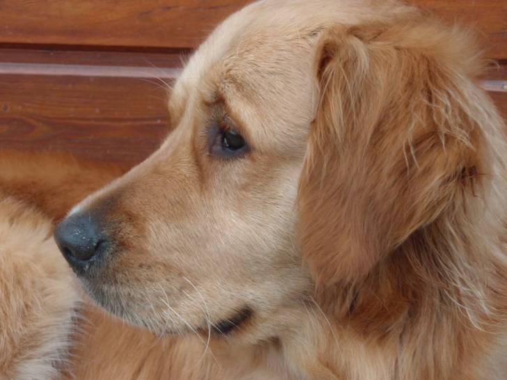 capuche - Golden Retriever (2 ans)