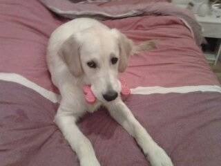 homer - Golden Retriever Mâle (5 mois)
