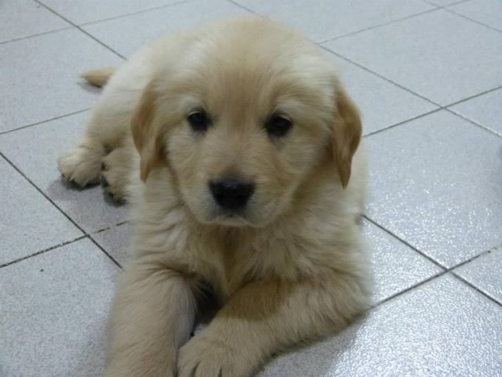Locky - Golden Retriever Mâle