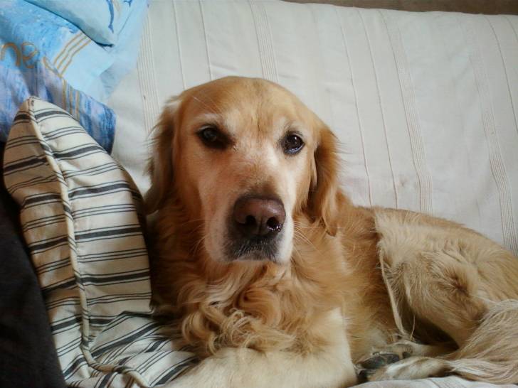 Ulaf - Golden Retriever Mâle (9 ans)