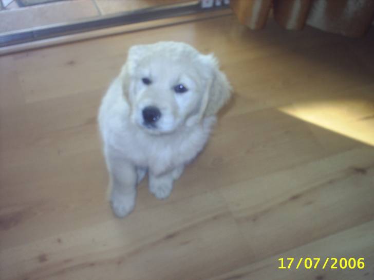 Gabby - Golden Retriever (3 ans)