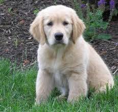 Coco - Golden Retriever (3 mois)