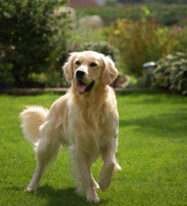 buddy - Golden Retriever (2 ans)