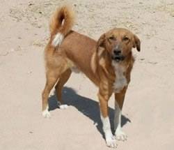 dixie - Golden Retriever (6 ans)