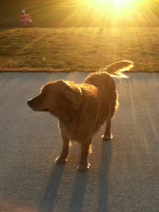 Nala - Golden Retriever (10 ans)