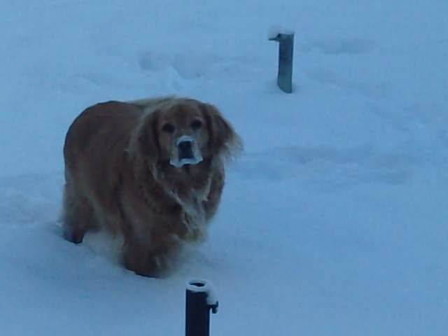 Sophie - Golden Retriever