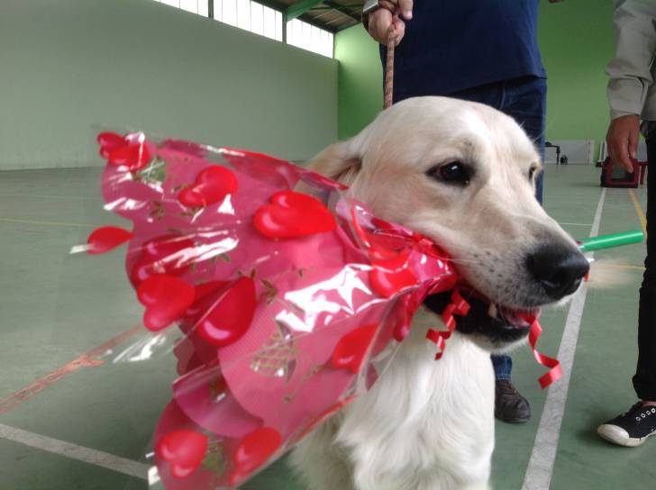 Hélios - Golden Retriever Mâle (1 an)
