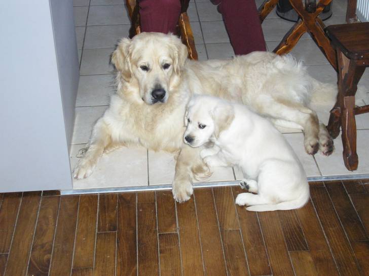Flocky et Gyanko - Golden Retriever Mâle (3 ans)