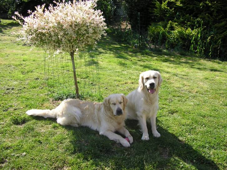 Gyanko - Golden Retriever Mâle (1 an)