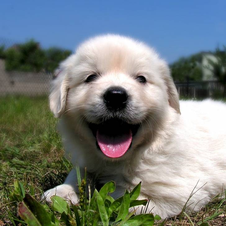 Elliote - Golden Retriever Mâle (3 mois)