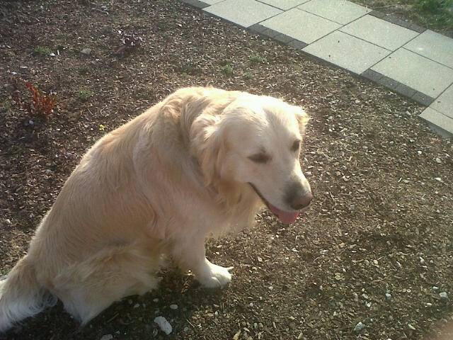 edge - Golden Retriever Mâle (4 ans)
