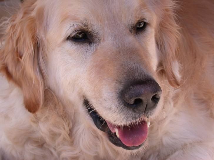 Cooky - Golden Retriever Mâle (6 ans)