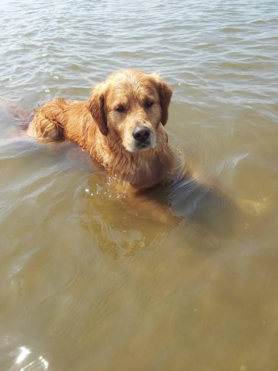 Teddy - Golden Retriever Mâle (3 ans)