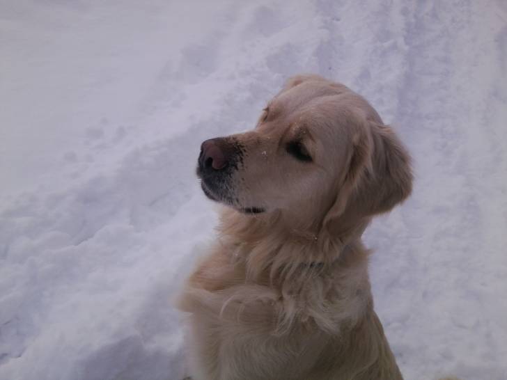 Sunny - Golden Retriever (1 an)