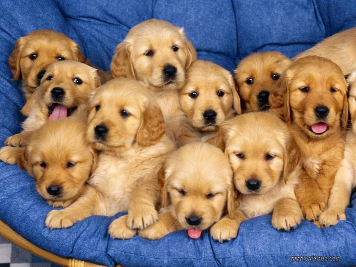 max - Golden Retriever Mâle (1 mois)