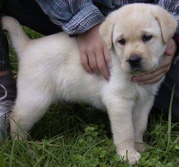 Léa - Golden Retriever (3 mois)