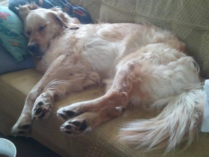 Kimi - Golden Retriever (5 ans)