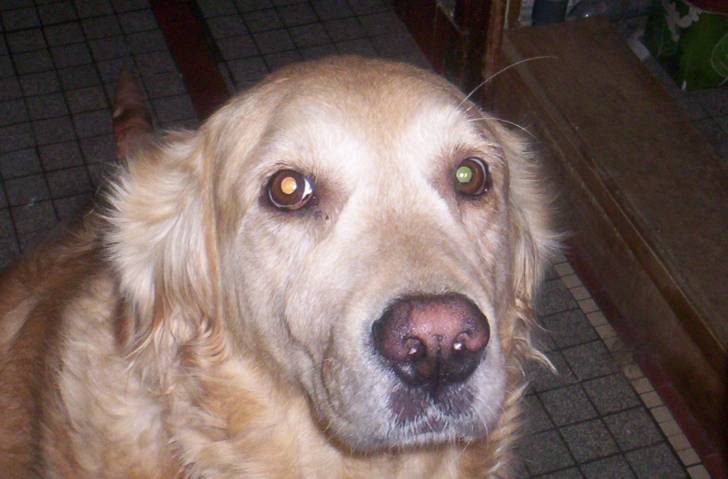 tymmy - Golden Retriever Mâle (7 ans)
