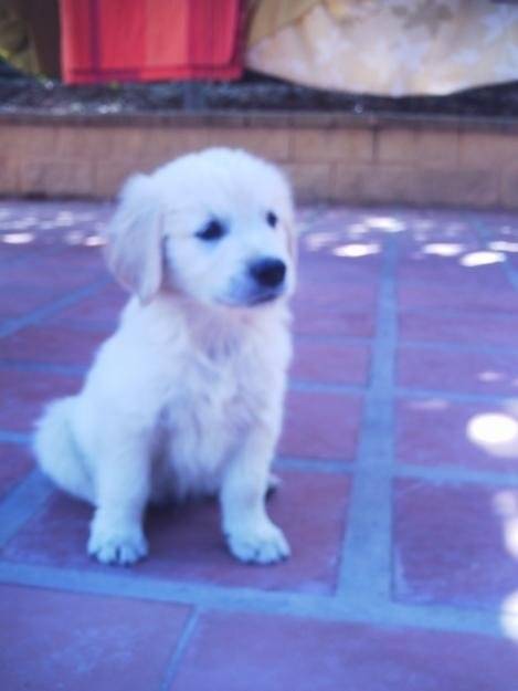 PERLA - Golden Retriever (3 ans)