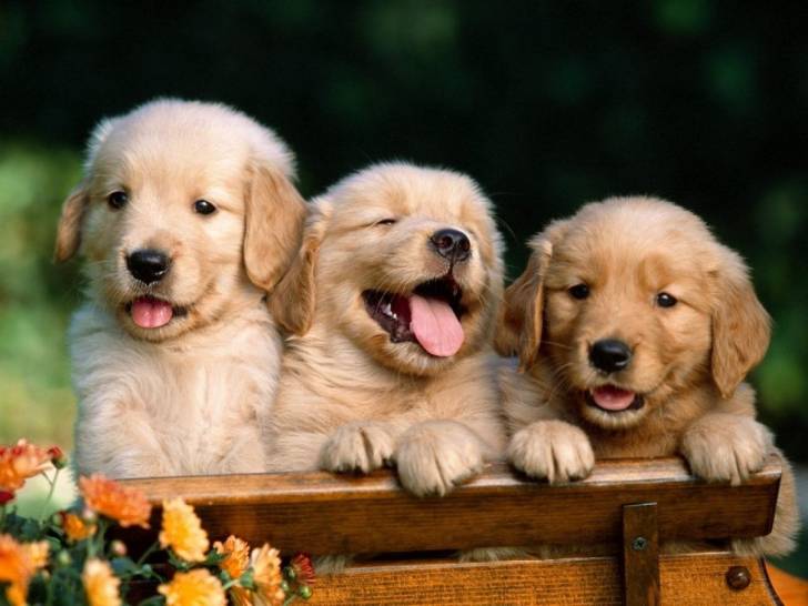 Tres - Golden Retriever Mâle (3 mois)