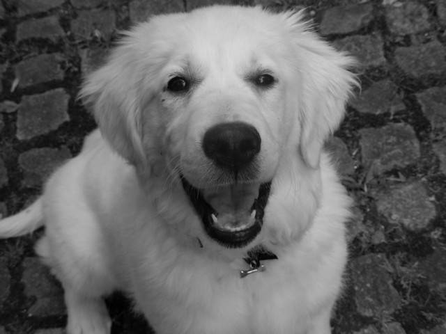 Cannelle - Golden Retriever (5 mois)