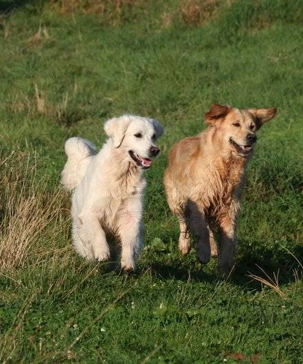 Furyo et Cerise - Golden Retriever Mâle (8 mois)