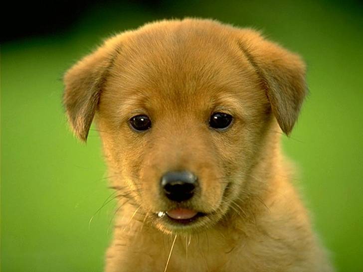 zac - Golden Retriever Mâle