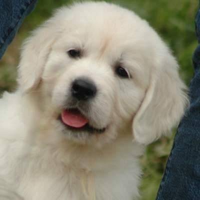 trop mimi bibi - Golden Retriever Mâle (1 mois)