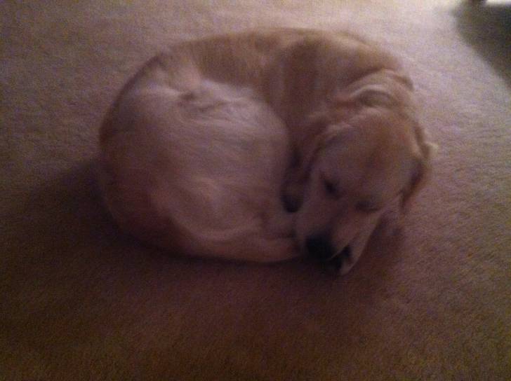Rose - Golden Retriever (1 an)