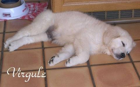 virgul - Golden Retriever Mâle (4 ans)