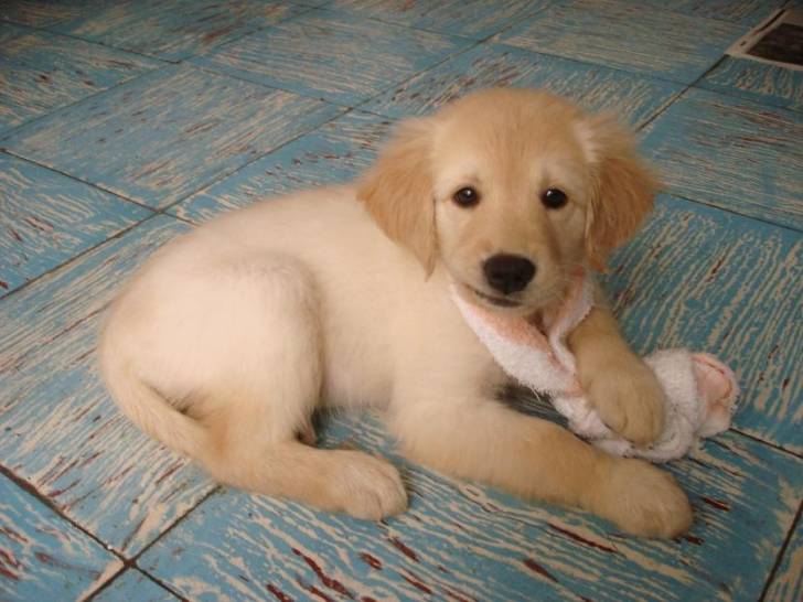 golden retriver - Golden Retriever (2 mois)