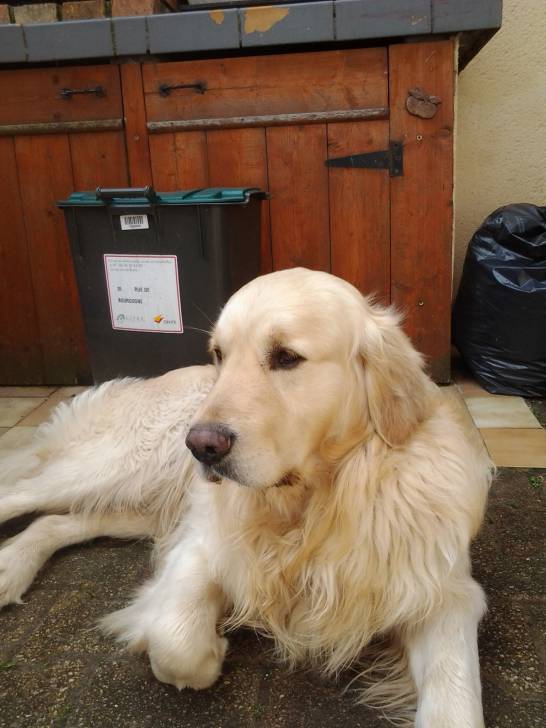 fenua - Golden Retriever Mâle (2 ans)