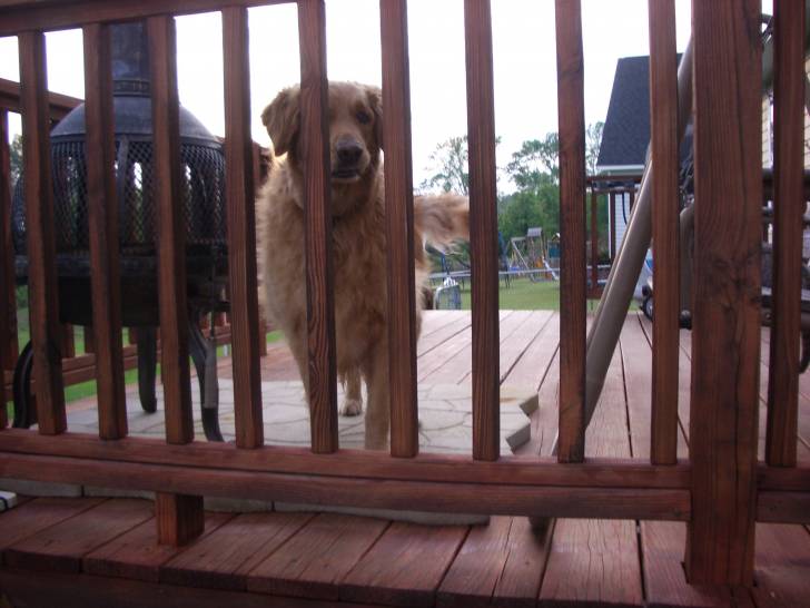 Blair - Golden Retriever (9 ans)