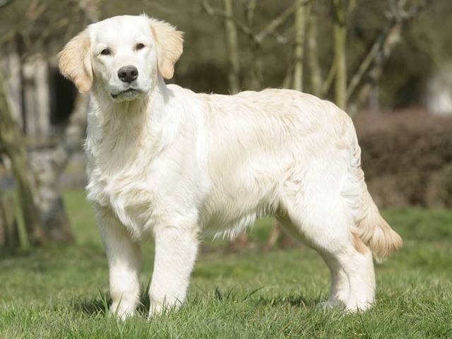 rex - Golden Retriever Mâle (16 ans)