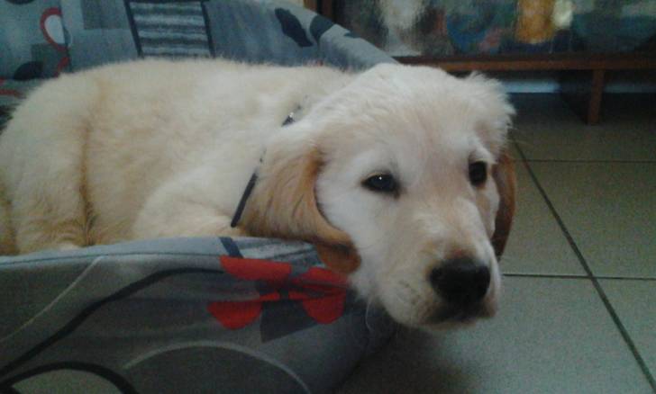 Titou - Golden Retriever Mâle (1 an)