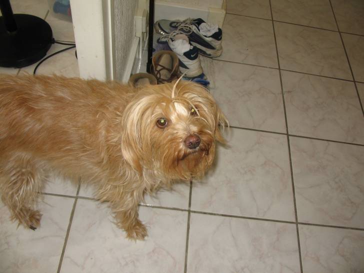Lia - Golden Retriever (13 ans)
